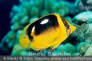 Chaetodon quadrimaculatus, Hanauma Bay, Oahu