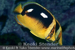Chaetodon quadrimaculatus, Hanauma Bay, Oahu
