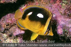Chaetodon quadrimaculatus, Hanauma Bay, Oahu