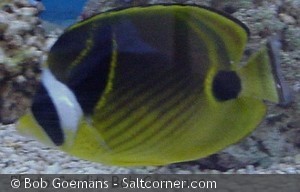 Chaetodon lunula