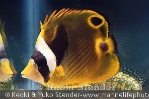 Chaetodon lunula , ungfisk Waimanalo, Oahu