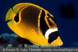 Chaetodon lunula, Hanauma Bay, Oahu