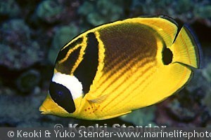 Chaetodon lunula, Hanauma Bay, Oahu