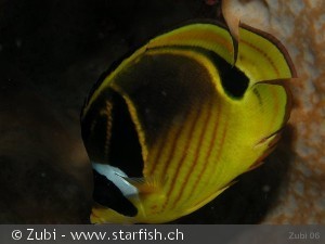 Chaetodon lunula