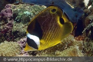Chaetodon lunula