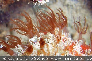 Clavularia sp., Kaneohe Bay, Oahu