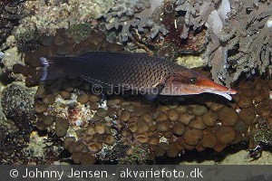 Gomphosus varius