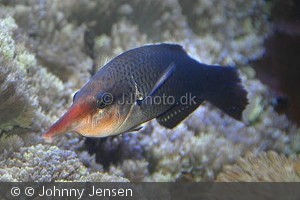 Gomphosus varius