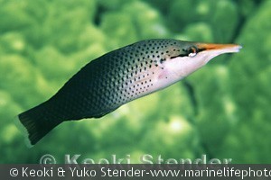 Gomphosus varius, hun, Kealakekua Bay, Hawaii