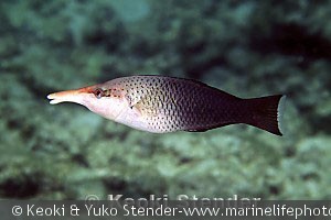 Gomphosus varius, hun, Kahalu'u, Hawaii