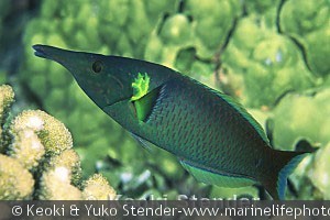 Gomphosus varius, han, Kealakekua Bay, Hawaii