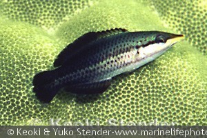Gomphosus varius, ungfisk, Kealakekua Bay, Hawaii