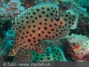 Cromileptes altivelis