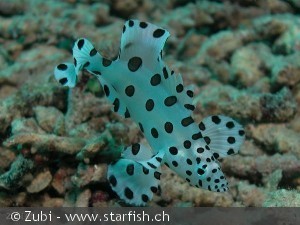 Cromileptes altivelis ungfisk