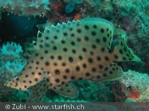 Cromileptes altivelis