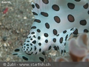 Cromileptes altivelis ungfisk