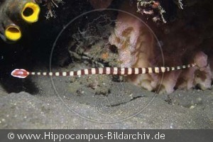 Doryrhamphus dactyliophorus
