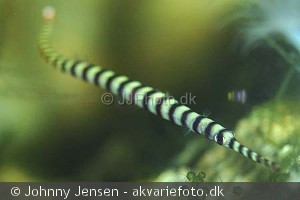 Doryrhamphus dactyliophorus