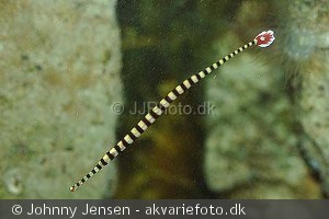 Doryrhamphus dactyliophorus