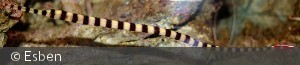 Doryrhamphus dactyliophorus
