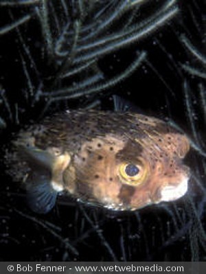 Diodon holacanthus