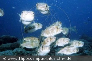 Diodon holacanthus