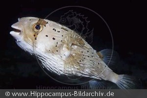 Diodon holacanthus