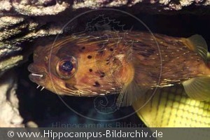 Diodon holacanthus