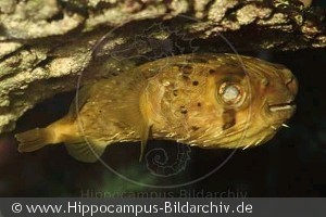 Diodon holacanthus