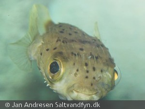 Diodon holacanthus