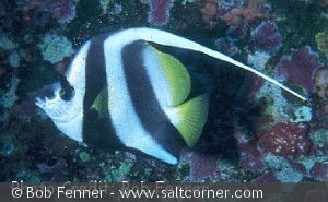 Heniochus acuminatus
