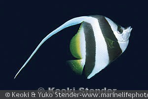 Heniochus acuminatus, Breakers Point, Tutuila, American Samoa