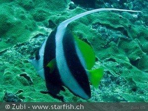 Heniochus acuminatus