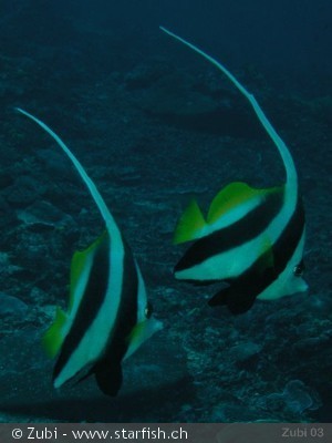 Heniochus acuminatus