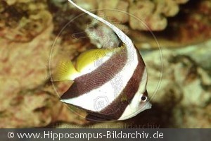 Heniochus acuminatus