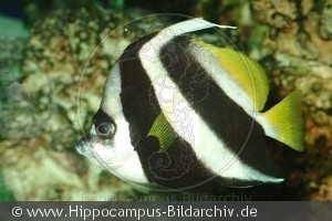 Heniochus acuminatus med knækket vimpel
