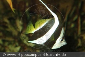 Heniochus acuminatus