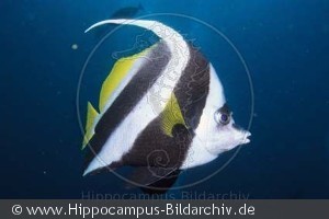 Heniochus acuminatus