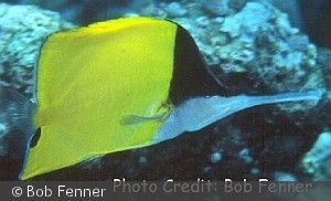 Forcipiger longirostris