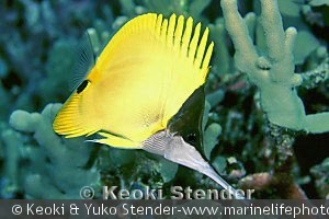 Forcipiger longirostris, Ke'ei, Hawaii