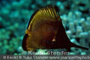 Forcipiger longirostris, Transition phase, Honaunau, Hawaii