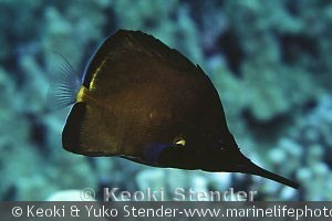 Forcipiger longirostris, mørk fase, Puako, Hawaii