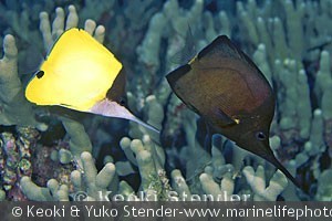 Forcipiger longirostris, Kealakekua Bay, Hawaii