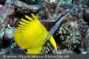 Forcipiger longirostris