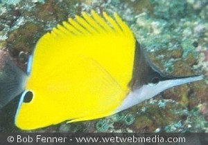 Forcipiger flavissimus