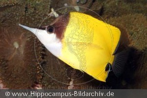 Forcipiger flavissimus