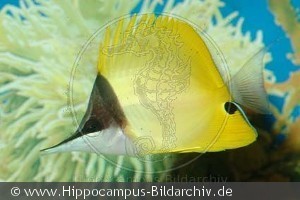 Forcipiger flavissimus