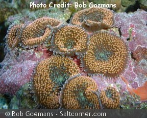 Ricordea florida