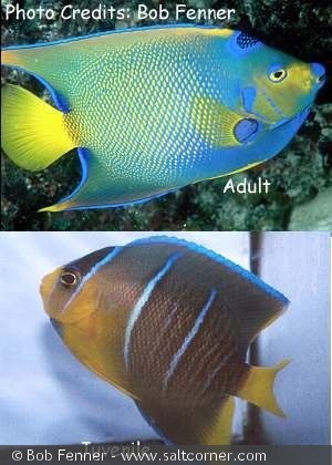 Holacanthus ciliaris