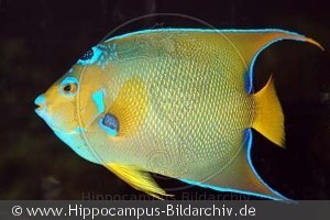 Holacanthus ciliaris